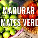 Cómo madurar tomates verdes y almacenar tomates en otoño