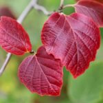 Cómo mantener árboles con hojas rojas sanos en verano