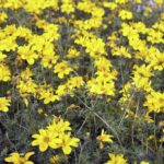 Cómo mantener bajo control las flores de beggartick