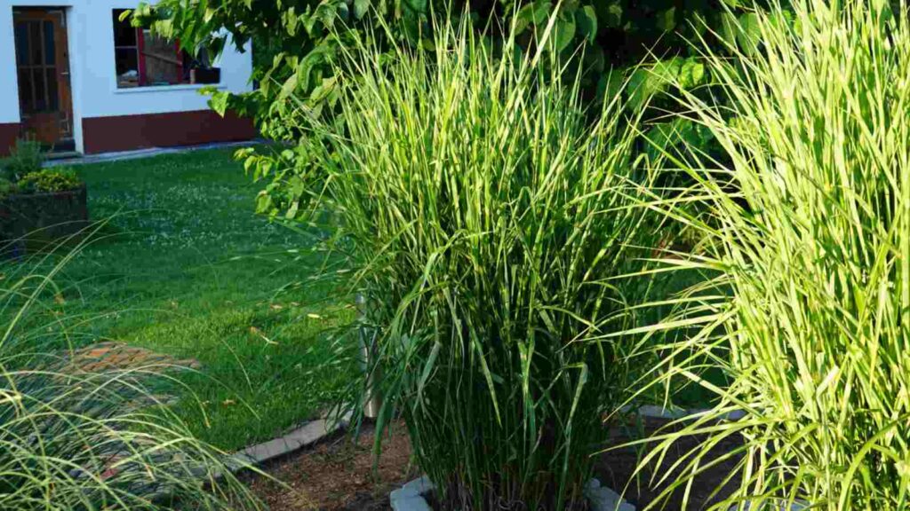 Cómo mantener el zebra grass en terrazas y jardines