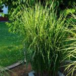 Cómo mantener el zebra grass en terrazas y jardines
