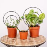 Cómo mantener en buen estado las plantas trepadoras Hoya