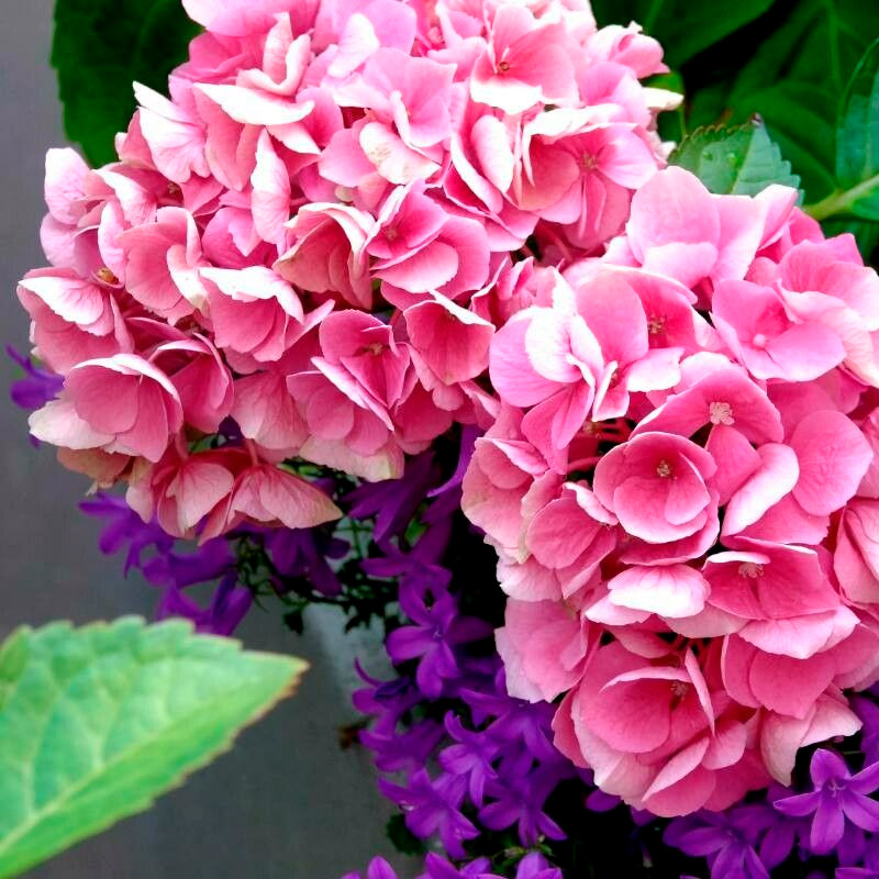 Cómo mantener frescas las hortensias cortadas por más tiempo