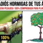 Cómo mantener las hormigas alejadas de los árboles de higo