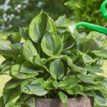 Cómo mantener las hostas felices en el interior de tu casa