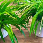 Cómo mantener las plantas araña maduras sanas y vigorosas