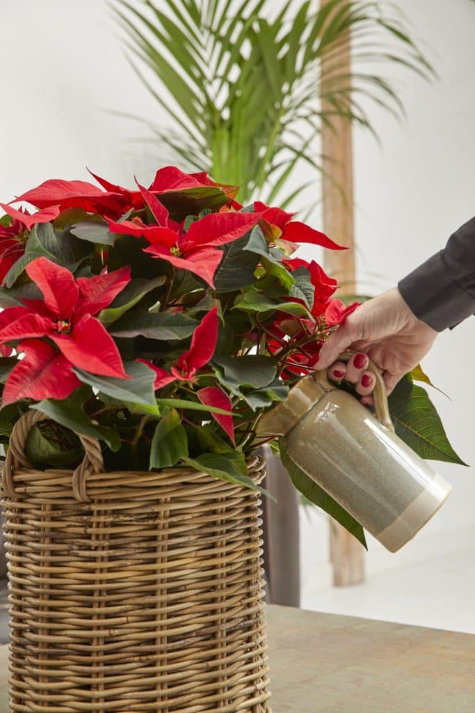 Cómo mantener las poinsettias frescas por más tiempo