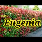 Cómo mantener los setos de eugenia saludables en el jardín