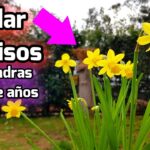 Cómo mantener mini narcisos frescos en casa por más tiempo