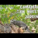 Cómo mantener saludable a la planta camaleón en tu jardín