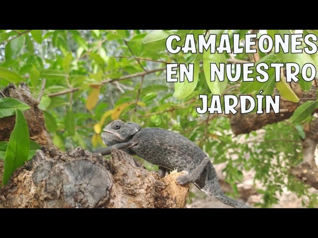 Cómo mantener saludable a la planta camaleón en tu jardín