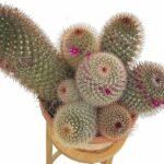 Cómo mantener saludable el cactus pincushion en tu jardín
