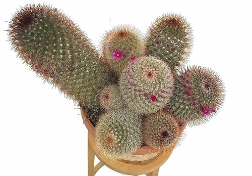 Cómo mantener saludable el cactus pincushion en tu jardín