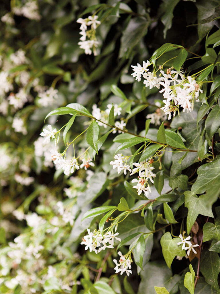 Cómo mantener saludable un arbusto de jazmín italiano