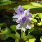 Cómo mantener saludables las plantas de jacinto de agua