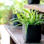 Cómo mantener sanas las plantas araña en exteriores