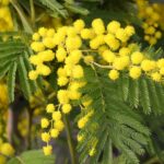 Cómo mantener sanos los árboles de Mimosa Chocolate