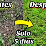 Cómo mantener un césped saludable en suelo arenoso