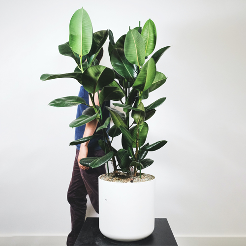 Cómo mantener un Ficus elastica sano en el exterior