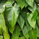 Cómo mantener un filodendro sano y feliz al aire libre