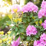 Cómo mantener un Rhododendron sano y feliz en una maceta