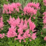 Cómo mantener una planta de Astilbe sana en macetas
