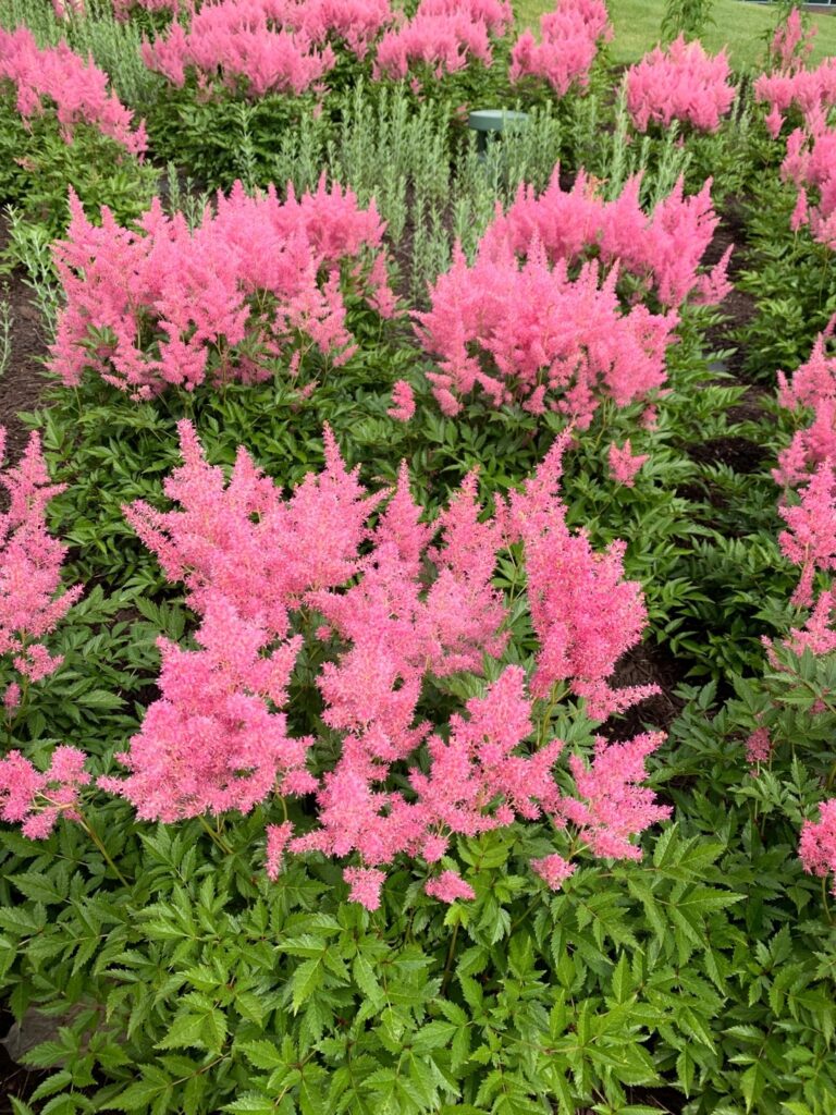Cómo mantener una planta de Astilbe sana en macetas