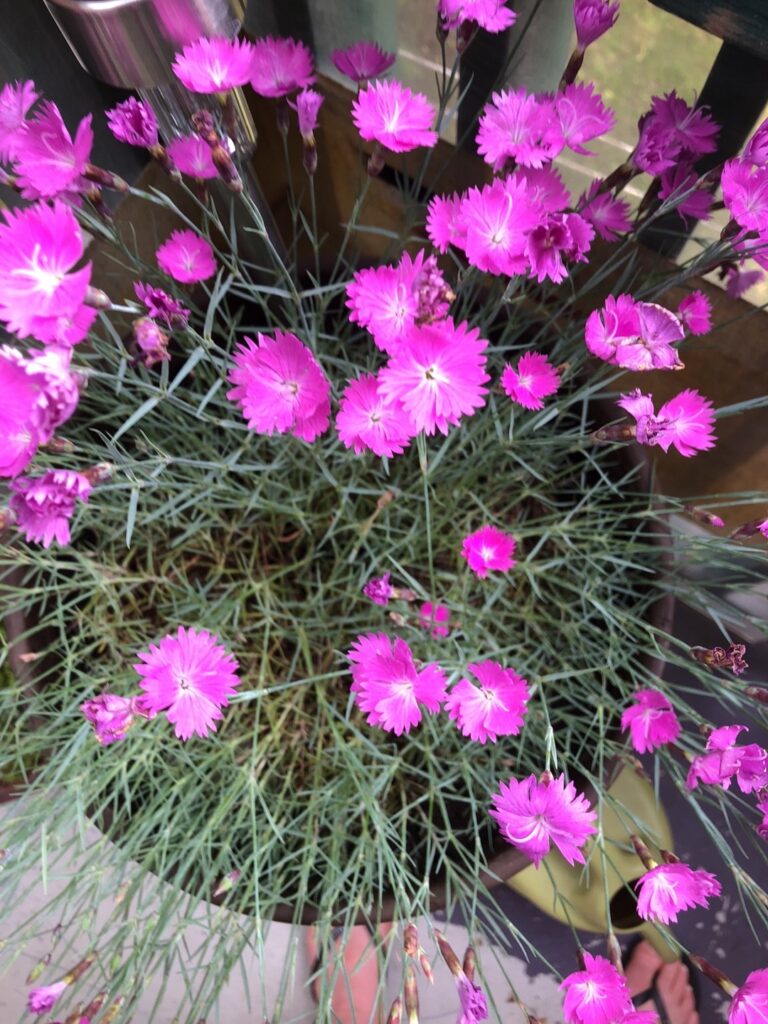 Cómo mantener y cuidar la planta Dianthus Firewitch