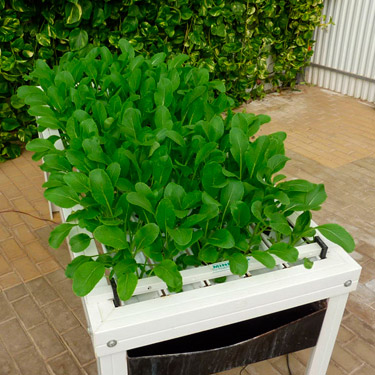 Cómo maximizar el crecimiento del tomillo en el jardín