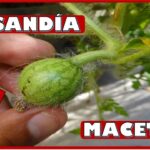 Cómo obtener frutos de la planta de sandía