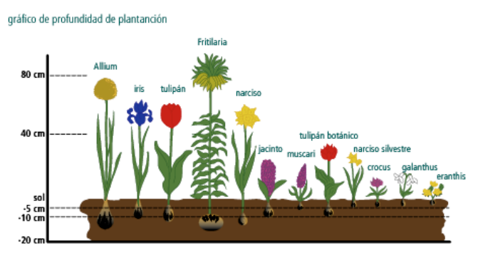Cómo planificar un jardín de bulbos durante todo el año
