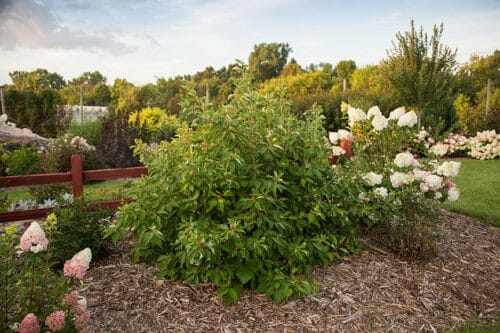 Cómo plantar árboles de cornejos en climas fríos (Zona 4)