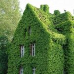 Cómo plantar Boston Ivy desde semillas en casa