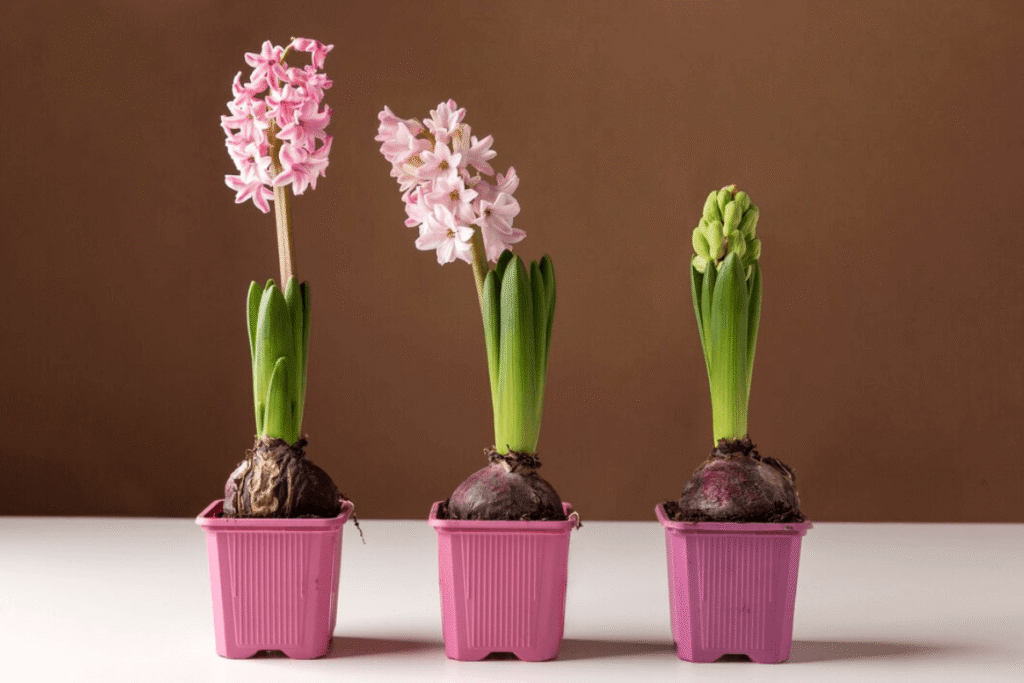 Cómo plantar bulbos de jacintos en macetas de forma adecuada