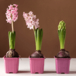 Cómo plantar bulbos de jacintos en macetas de forma adecuada