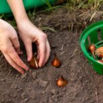 Cómo plantar bulbos de tuberosa para cuidar las flores