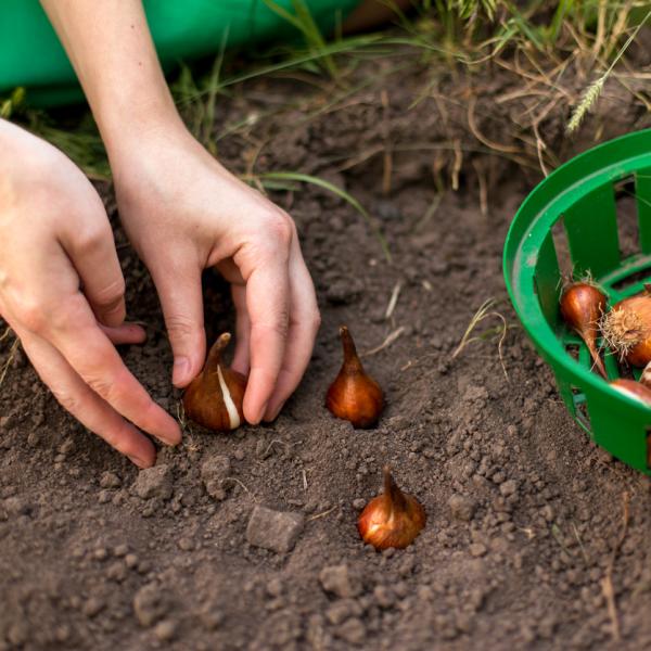 Cómo plantar bulbos de tuberosa para cuidar las flores