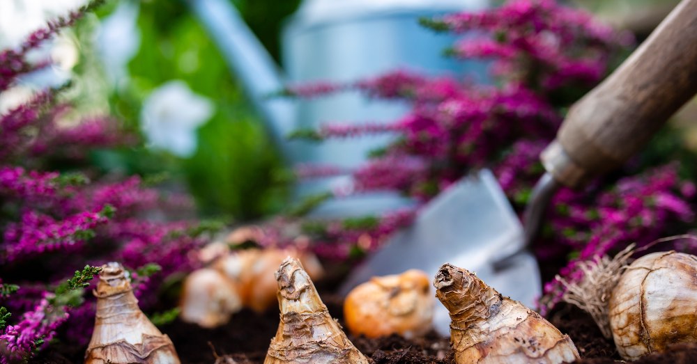 Cómo plantar bulbos en la Zona 7 con éxito