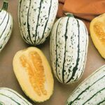 Cómo plantar calabaza Delicata en invierno con éxito