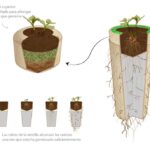 Cómo plantar cenizas cremadas de manera segura en tu jardín