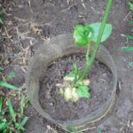 Cómo plantar chaya de forma adecuada en tu jardín
