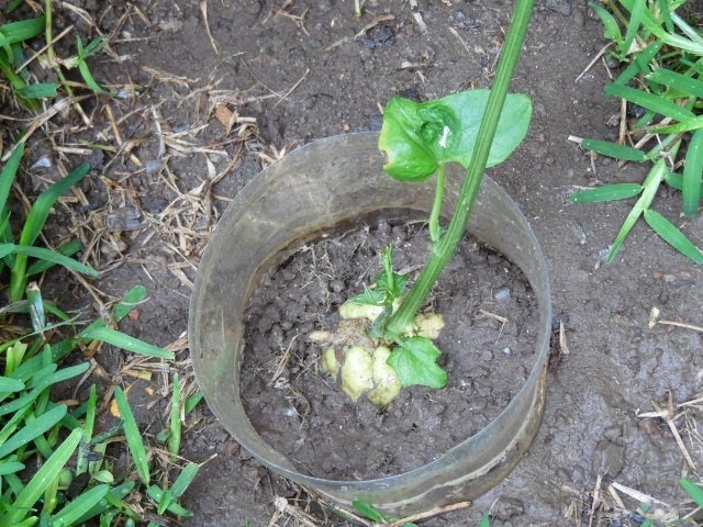 Cómo plantar chaya de forma adecuada en tu jardín