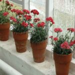 Cómo plantar claveles de forma adecuada en macetas