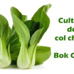 Cómo plantar col china en tu huerto de forma exitosa