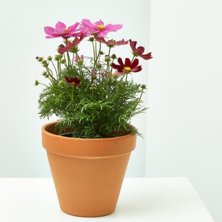 Cómo plantar cosmos en macetas de manera correcta