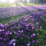 Cómo plantar crocus de forma natural en el césped