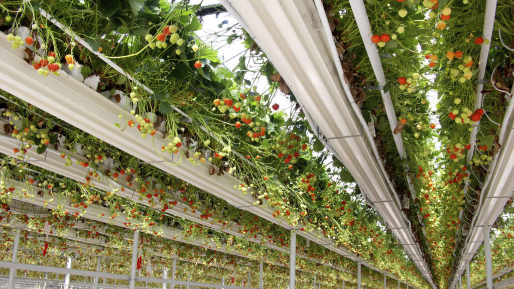 Cómo plantar fresas en la zona 8a de forma adecuada