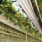 Cómo plantar fresas en la zona 8a de forma adecuada