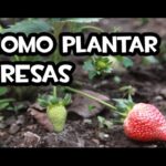 Cómo plantar fresas Seascape en tu jardín o huerto