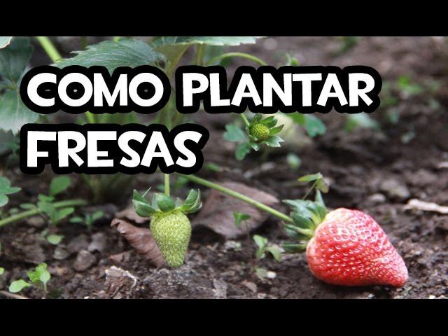 Cómo plantar fresas Seascape en tu jardín o huerto